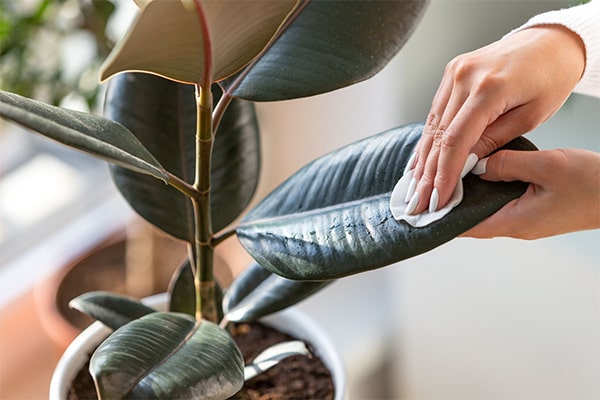 تمیز کردن برگ گیاهان